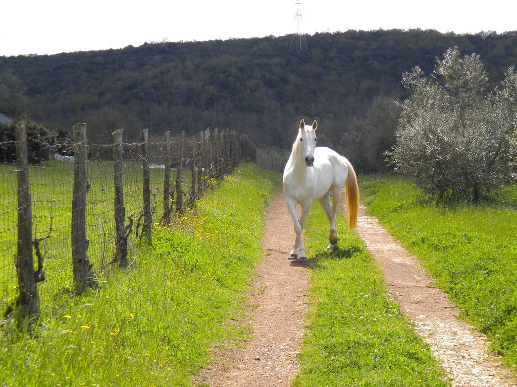 Agriturismo Podere Borgognano 마사마리티마 외부 사진